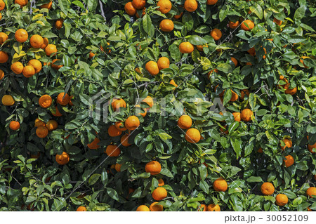Orange tree with fruits 30052109