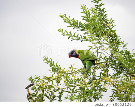 Green Rainbow lorikeet perching on tree Green Rainbow lorikeet perching on tree 30052129