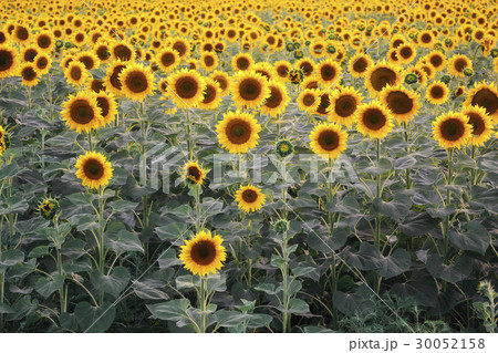 Sunflower field 30052158