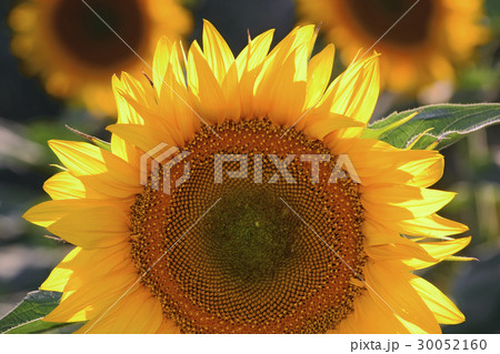 Close-up of sunflower 30052160