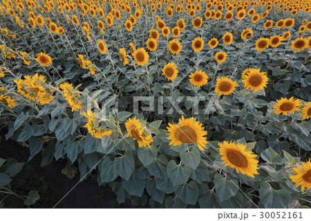 High angle view of sunflower field 30052161