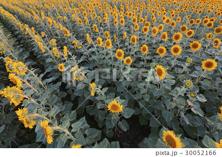 High angle view of sunflower field 30052166