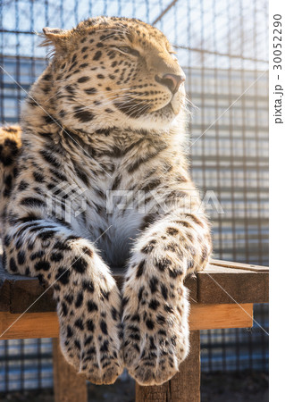 Portrait of the leopard Portrait of the leopard 30052290