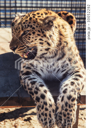 Portrait of the leopard 30052292