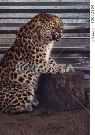 Portrait of the leopard 30052304