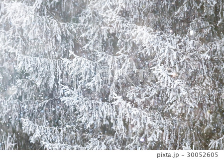 Snow-covered winter russian forest 30052605
