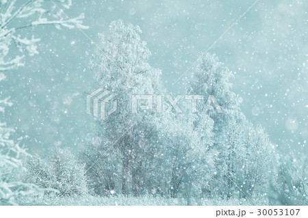 snowy winter landscape in the Christmas forest 30053107
