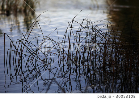 Dry algae on the bank Dry algae on the bank 30053108