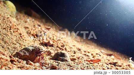 Bottom of the pond shell macro 30053305