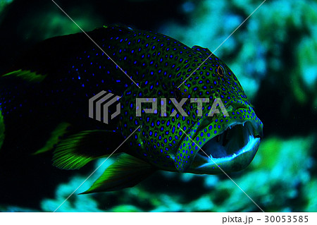 unusual saltwater fish on a coral reef unusual saltwater fish on a coral reef 30053585