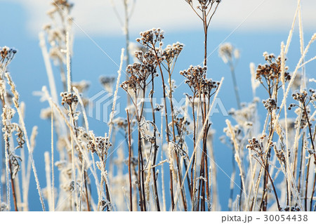 Fresh snow winter background in nature 30054438