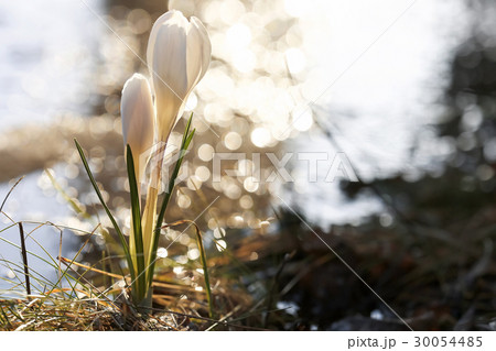 The first snowdrops on the spring meadow The first snowdrops on the spring meadow 30054485