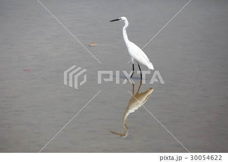 A bird walks on the shore during A bird walks on the shore during 30054622