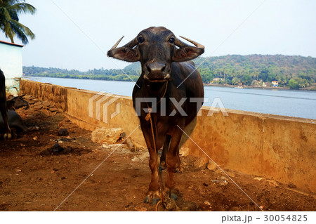 A cow on a leash A cow on a leash 30054825