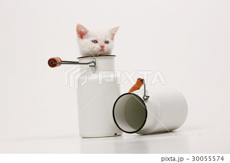 white cute kitten in milk cans white cute kitten in milk cans 30055574
