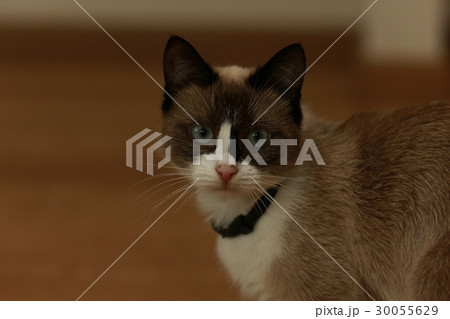 cute domestic cat cute domestic cat 30055629