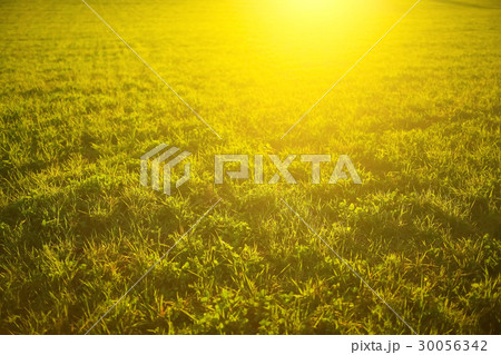 Grass under the rays of the sun Grass under the rays of the sun 30056342