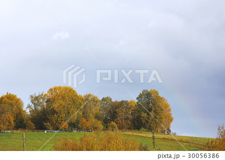 Bushes growing in a field Bushes growing in a field 30056386