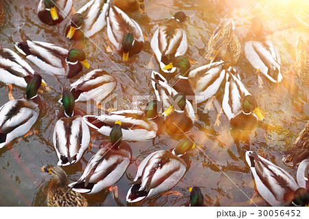 Ducks swimming in a pond Ducks swimming in a pond 30056452