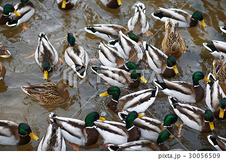 Ducks swimming in a pond 30056509