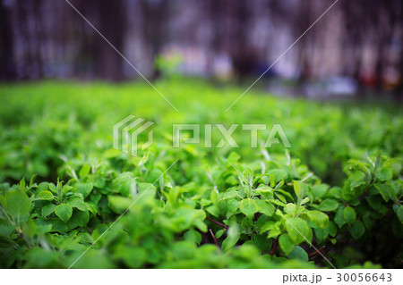 young green leaves spring background 30056643