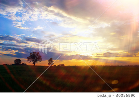 Grass in the field in the evening 30056990