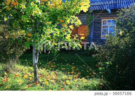 Spring trees with young leaves and buds Spring trees with young leaves and buds 30057166