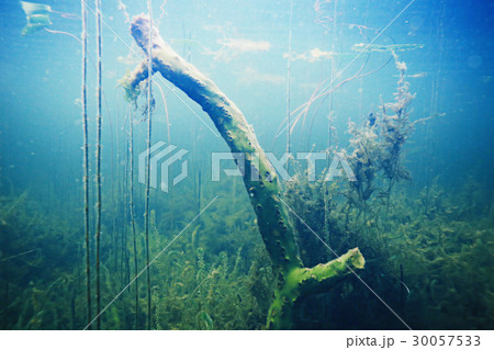 Seabed with algae and corals 30057533