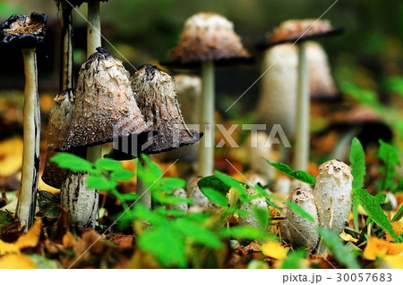 toadstool fungus mushroom woodland macro toadstool fungus mushroom woodland macro 30057683