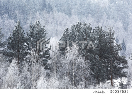 Snow-covered winter russian forest 30057685
