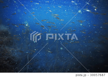 Seabed with algae and corals Seabed with algae and corals 30057687