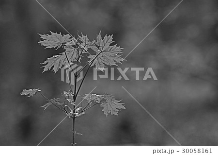 maple black white background 30058161