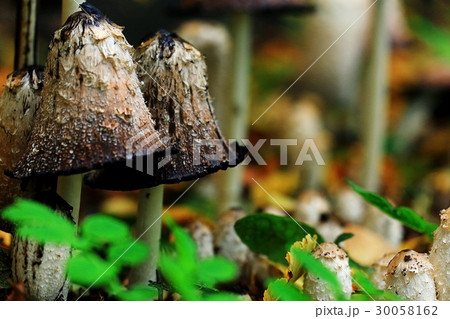 toadstool fungus mushroom woodland macro 30058162