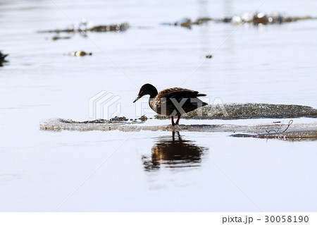 Birds on the river bank Birds on the river bank 30058190