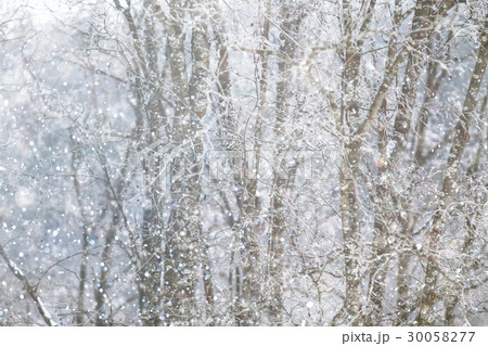 Snow-covered winter russian forest 30058277