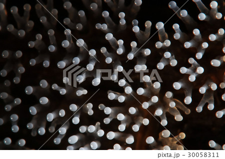 Coral mushroom on a tree Coral mushroom on a tree 30058311