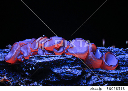 mushroom dark macro nature sarcoscypha coccinea 30058518