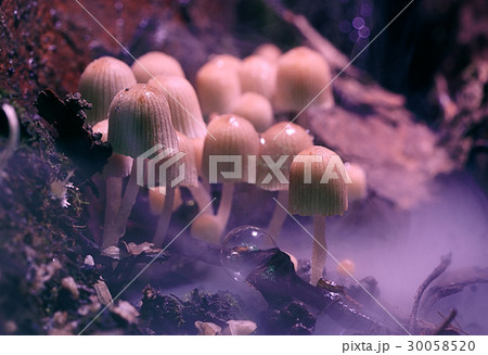 small poisonous mushrooms toadstool group psilocybin small poisonous mushrooms toadstool group psilocybin 30058520