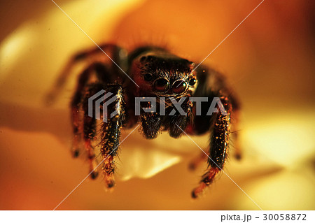 Large spider in the wild 30058872
