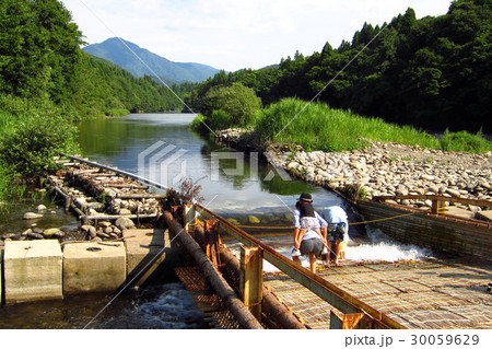三面川 やな場のある風景 三面川 やな場のある風景 30059629