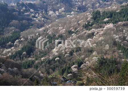 長野県池田町　桜仙峡の山桜 30059739