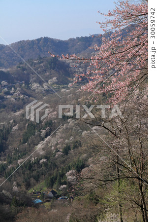 長野県池田町　桜仙峡の山桜 30059742