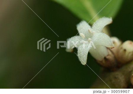 自然　植物　オオバルリミノキ、『瑠璃実の木』と名前がついていますが黒い実が実るそうです 30059907