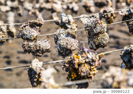 台湾 彰化 漁港 30060122