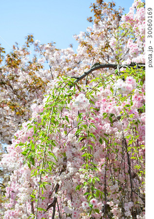 桜 品種 雨情枝垂 うじょうしだれ の写真素材