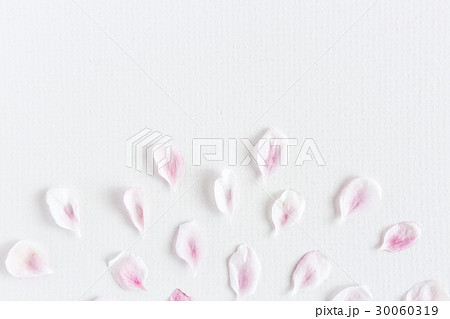 close up top view of light and soft petals of 30060319