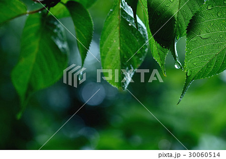 雨に濡れる青葉 30060514