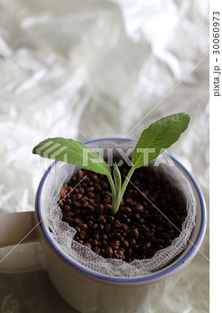 Sage 30060973