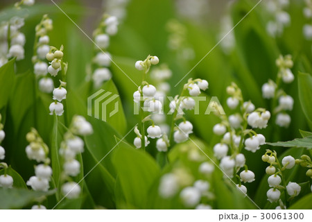 スズラン 30061300