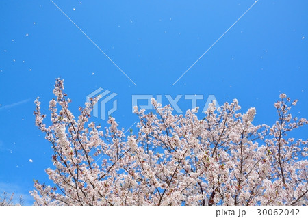 青空と桜吹雪 30062042